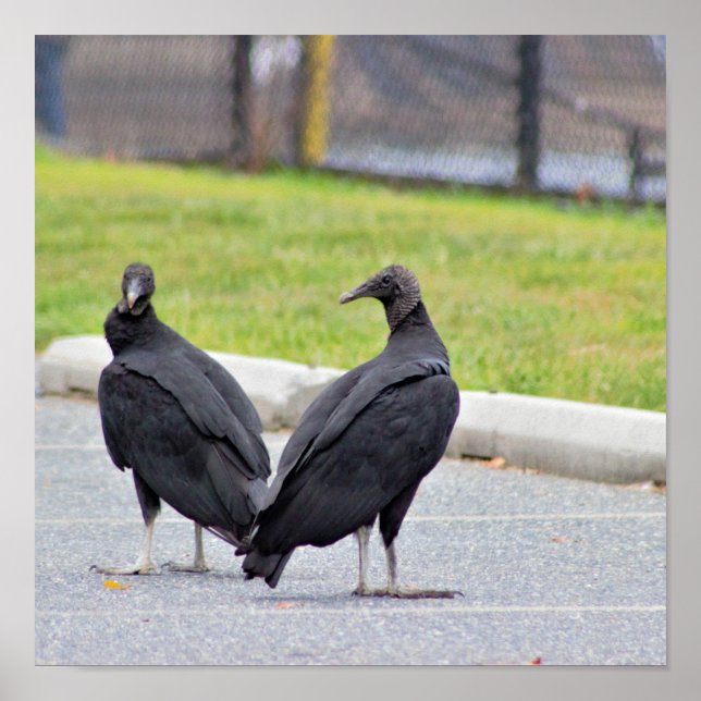 Póster Poster Vultures (Frente)