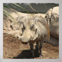 Poster Warthog