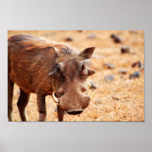 Poster Warthog