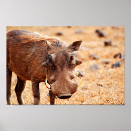 Póster Poster Warthog