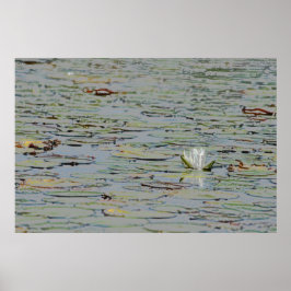 Póster Poster Waterlily Pond Lake Flower I
