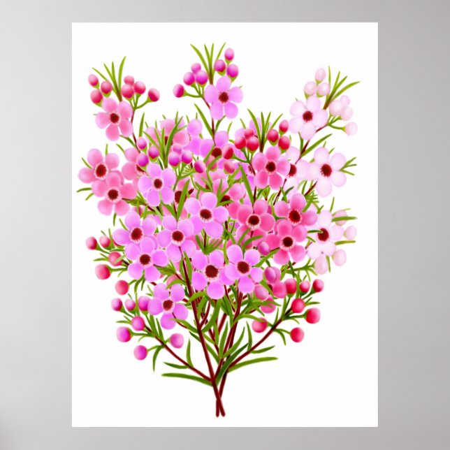 Póster Poster Waxflower Bouquet de Australia (Frente)