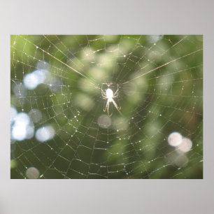 Póster Poster web de Spider