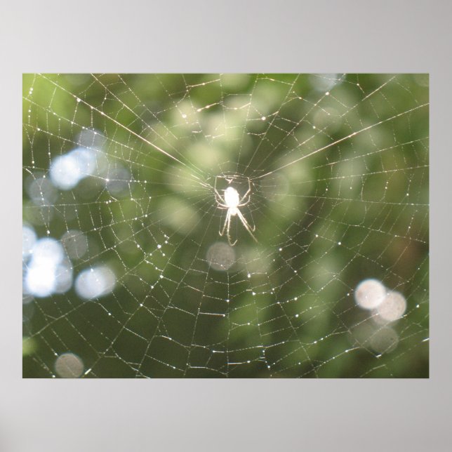 Póster Poster web de Spider (Frente)
