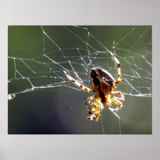 Póster Poster - Web enmarañada