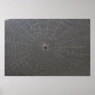 Póster Poster web Spider