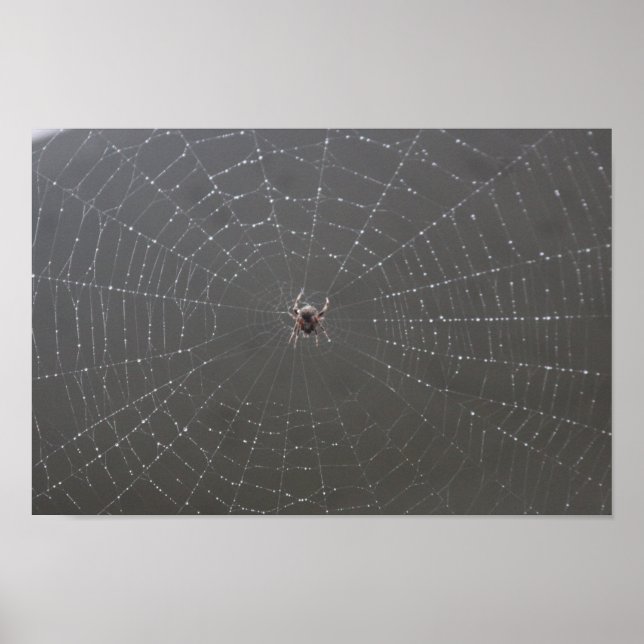 Póster Poster web Spider (Frente)