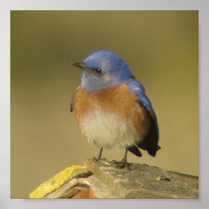 Póster Poster Western Bluebird 2