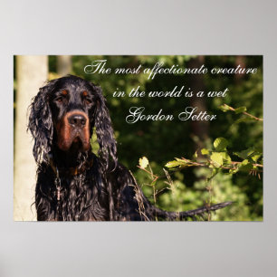 Póster Poster Wet Gordon Setter