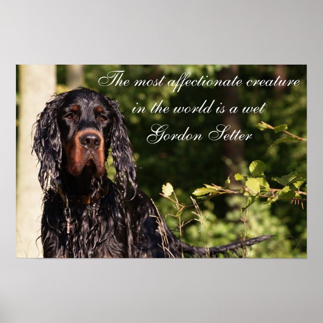 Póster Poster Wet Gordon Setter (Frente)