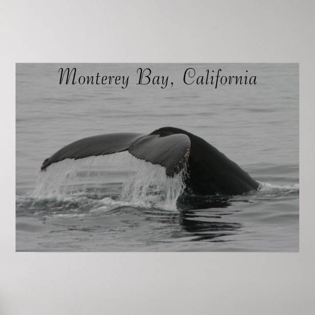 Póster Poster, Whale Fluke, Monterey (Frente)