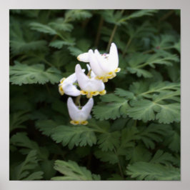 Póster Poster White Wildflowers