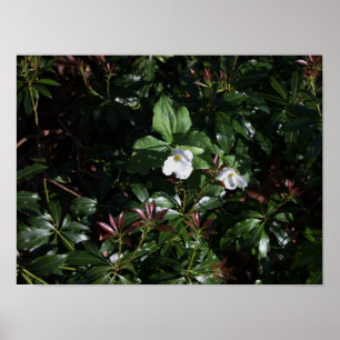 Póster Poster White Wildflowers