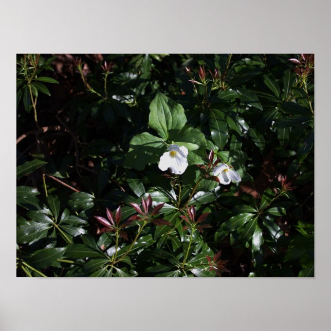 Póster Poster White Wildflowers (Frente)