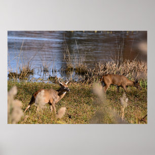 Póster Poster Whitetail Buck y Doe