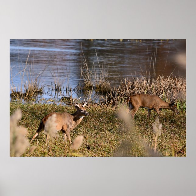 Póster Poster Whitetail Buck y Doe (Frente)