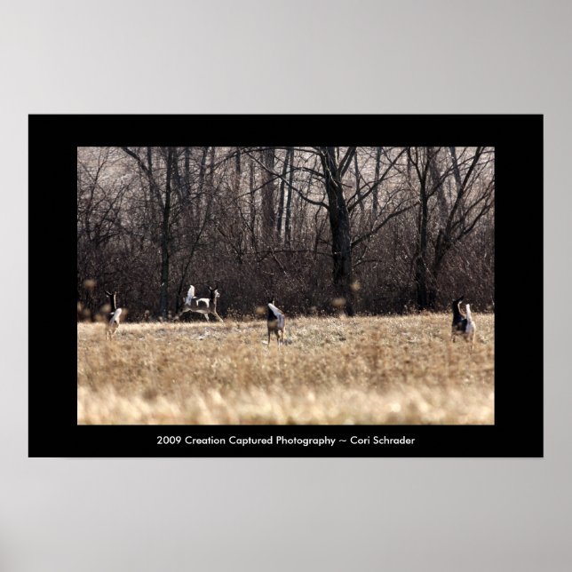 Póster Poster Whitetail en ejecución (Frente)