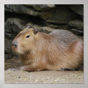 Póster Poster Wild Capybara