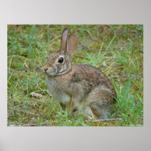 Póster Poster Wild Rabbit Eastern Cottontail II