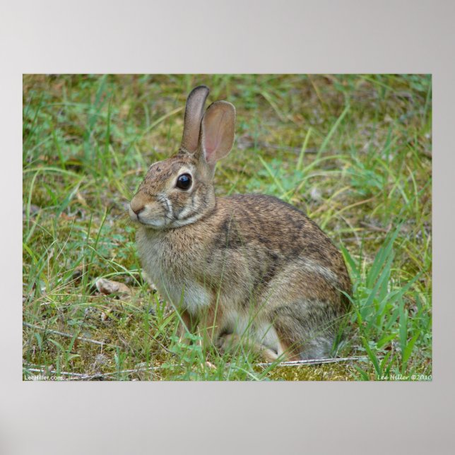 Póster Poster Wild Rabbit Eastern Cottontail II (Frente)