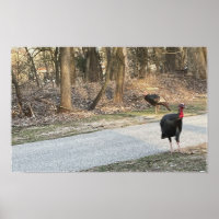 Poster Wild Turkeys