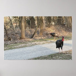 Póster Poster Wild Turkeys