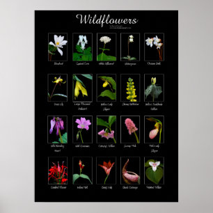 Póster Poster Wildflowers