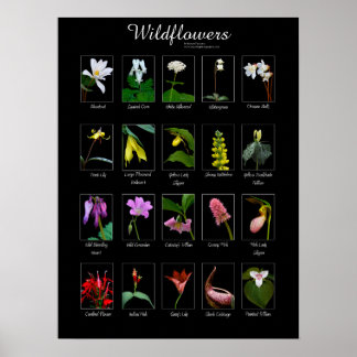 Póster Poster Wildflowers