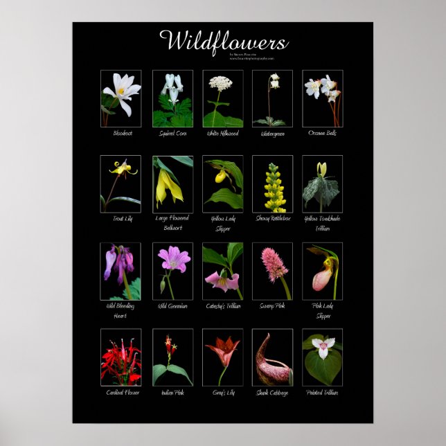 Póster Poster Wildflowers (Frente)