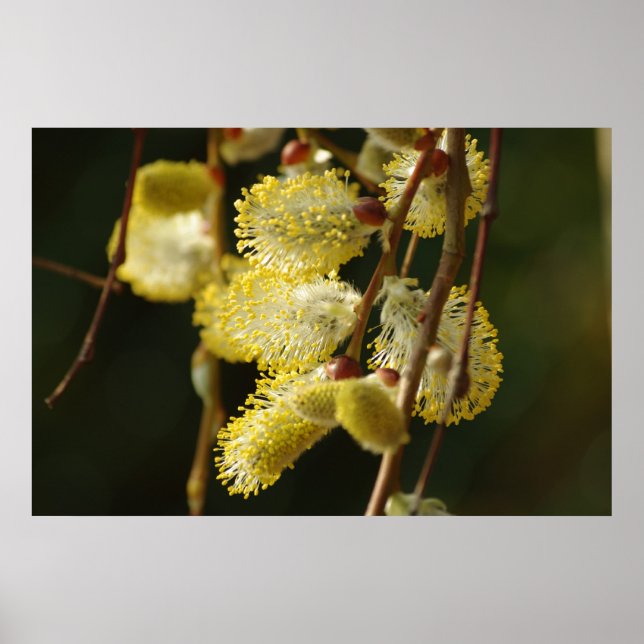 Póster Poster Willow Buds (Frente)