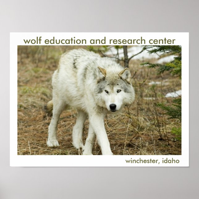 Póster Poster Wolf Center (Frente)