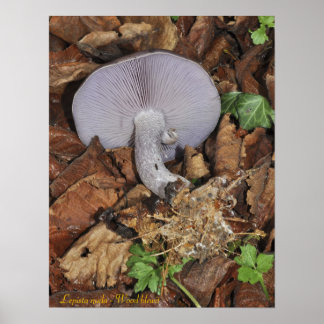Póster Poster Wood blewit