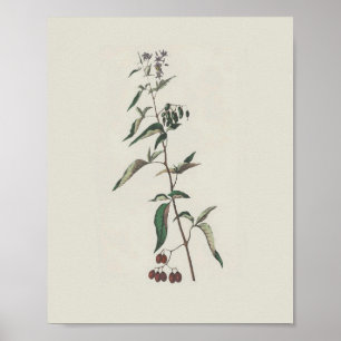 Póster Poster Woody Nightshade