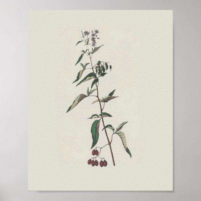 Póster Poster Woody Nightshade (Frente)