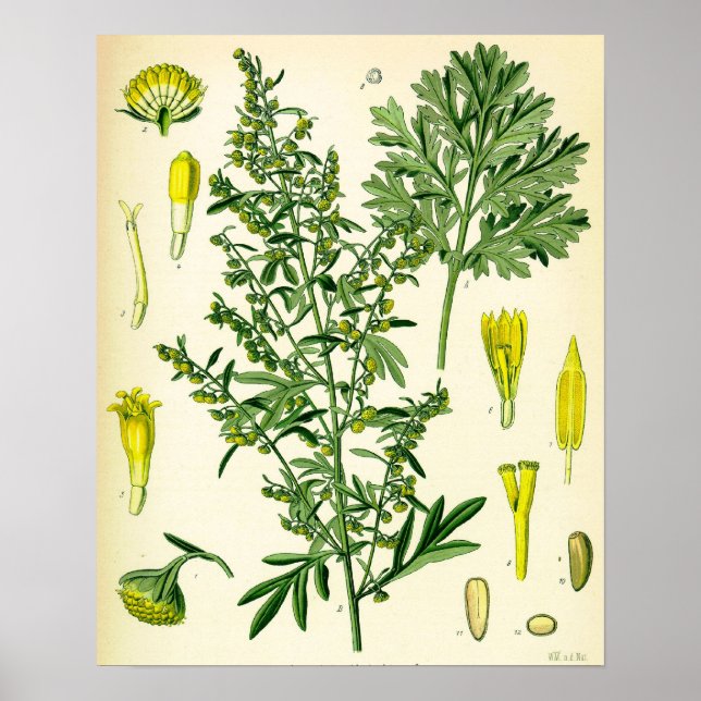 Póster Poster wormwood (Frente)