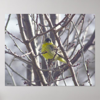 Póster Poster - Yellow Bird in Branches