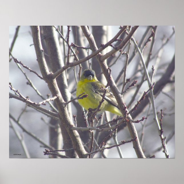 Póster Poster - Yellow Bird in Branches (Frente)