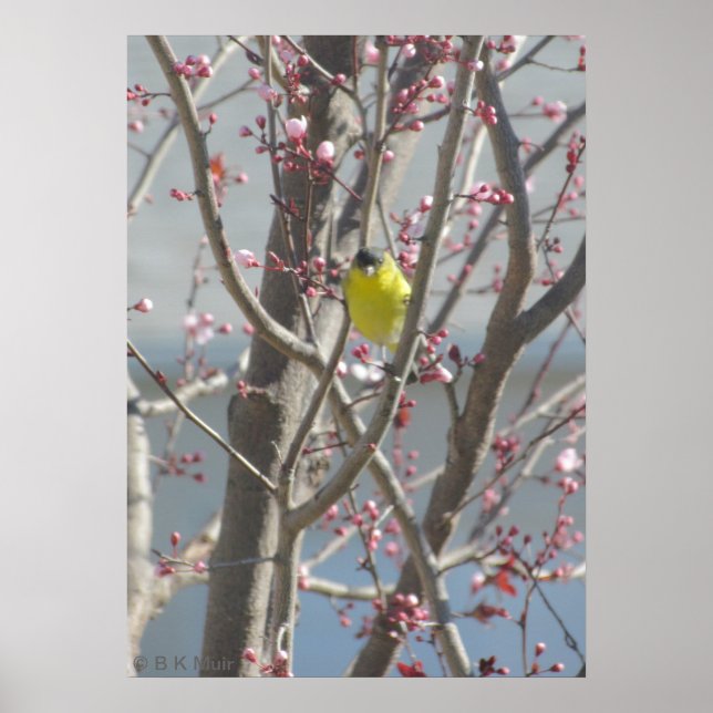 Póster Poster - Yellow Finch in Cherry tree (Frente)
