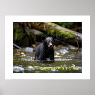 Póster Poster Yellowstone Bear Cub