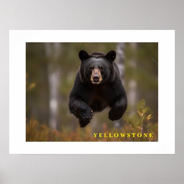 Póster Poster Yellowstone Black Bear (Frente)