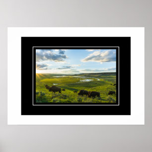 Póster Poster Yellowstone Buffalo