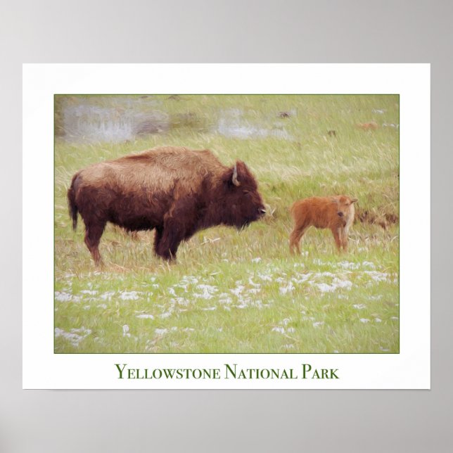 Póster Poster Yellowstone con Bison y Calf (Frente)