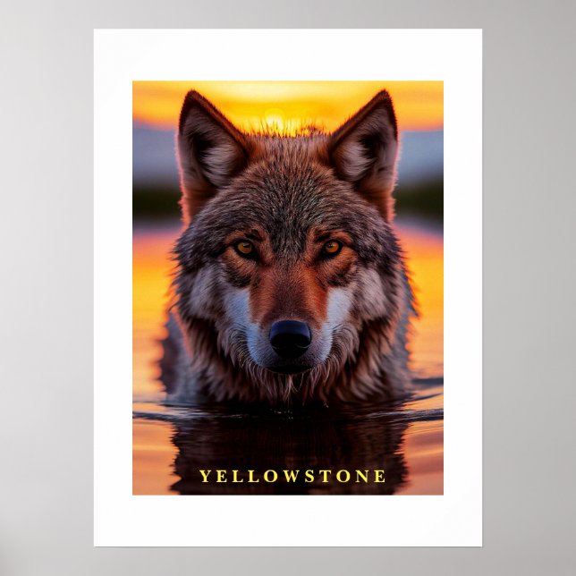Póster Poster Yellowstone Wolf (Frente)