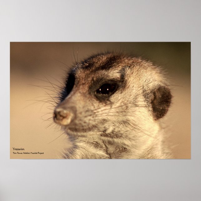 Póster Poster yossario - Colección de Whiskers reales (Frente)