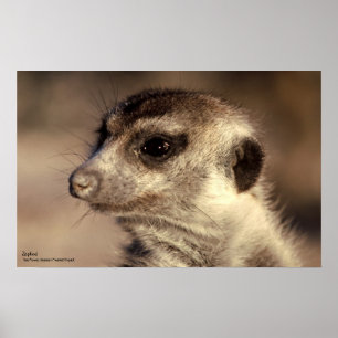 Póster Poster Zaphod - Colección de Whiskers Reales