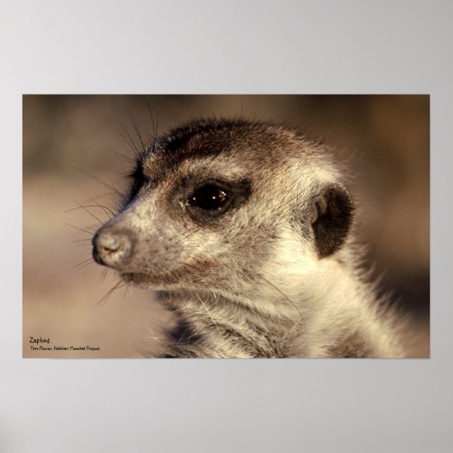 Póster Poster Zaphod - Colección de Whiskers Reales (Frente)