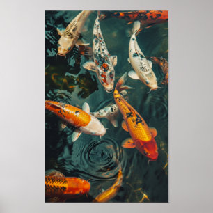 Póster Poster Zen Koi Fish: 31 Nueve Peces Koi Nadando