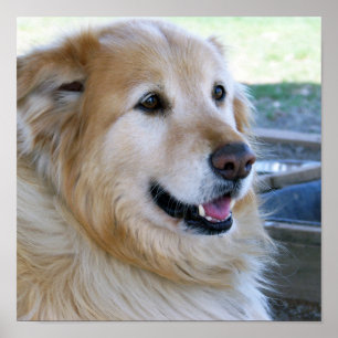 Póster Pósteres de Golden Retriever
