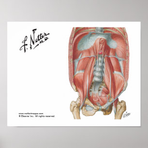 Póster Posterior Abdominal Wall