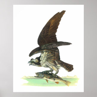 Póster Posters/Impresión: Osprey - John Audubon